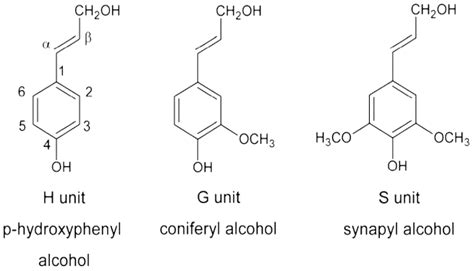 Applications of Lignocellulosic Fibers and Lignin in Bioplastics: A Review