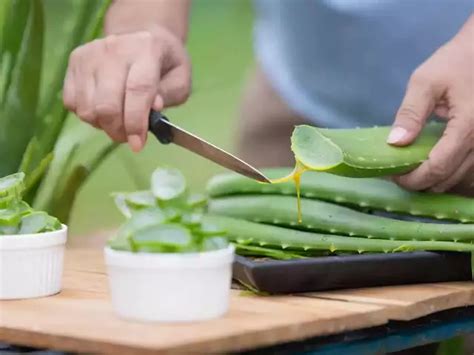 How to make Aloe Vera gel at home: 6 easy steps for winter skin care ...