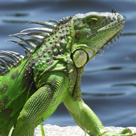 25 Fascinating Types of Iguanas You Should Know - Mothers Always Right