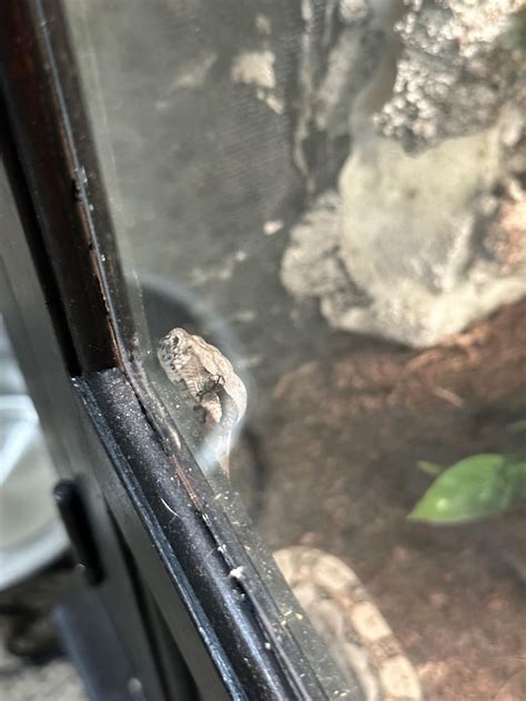 Always watching Wazowski, always watching : r/boas