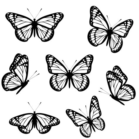 Monarch Butterfly Line Drawing