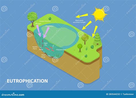 Phosphorus Cycle Diagram Labeled