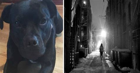 Loyal Bull Terrier Pup Saves Owner From Almost-Rapist After She Was ...