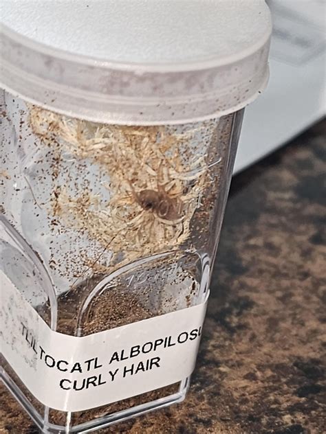 Got this pink salmon birdeater as a freebie how do I raise this little ...