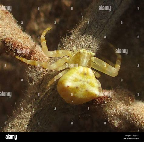 Crab Spiders (Thomisidae Stock Photo - Alamy