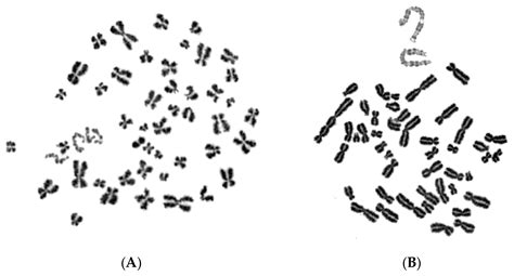Interphase Cytogenetic Analysis of Micronucleated and Multinucleated ...