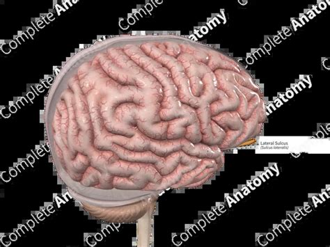 Image result for Sulcus Sign Lateral View