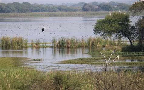 Plastic pollution poses grave threat to wetlands biodiversity ...