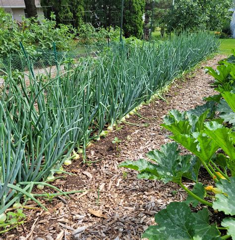 Walla Walla Onion Plants - Dixondale Farms