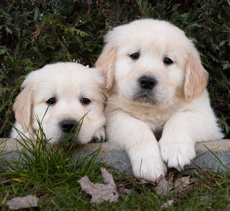 Cachorros golden retriever - Centro Canino Valmajano