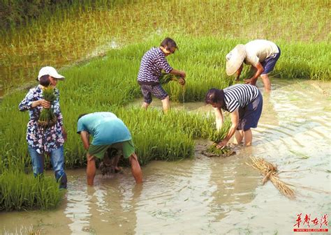 柳河县举行稻米插秧节非遗传统技艺传承活动-中国吉林网