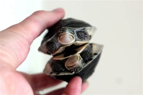 Image result for malayan box turtle setup