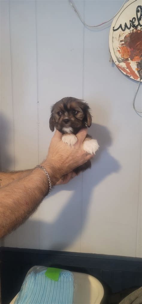 Suzy - Shorkie Puppy for Sale in waretown, NJ | Lancaster Puppies