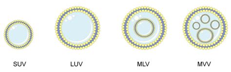 Natural Compounds in Liposomal Nanoformulations of Potential Clinical ...
