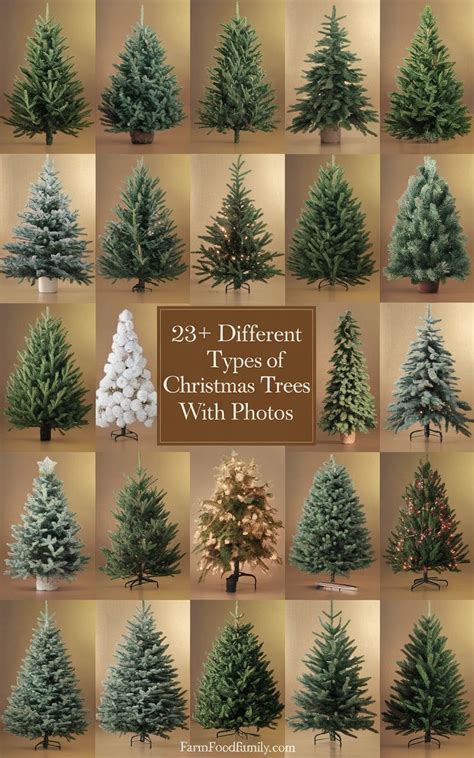 23+ Different Types Of Christmas Trees (With Pictures & Advantages)