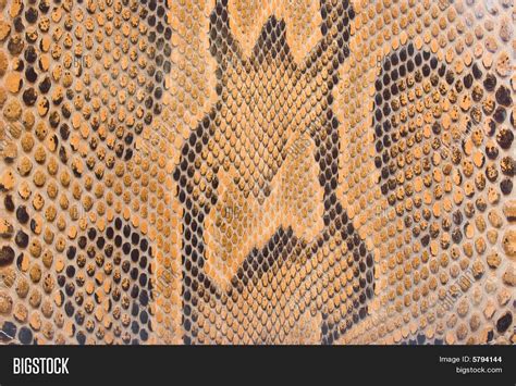 Image result for Python Skin Structure