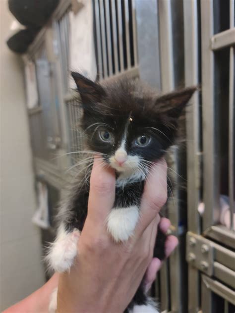 PENDER COUNTY ANIMAL SHELTER - Burgaw NC - Hours, Directions, Reviews ...