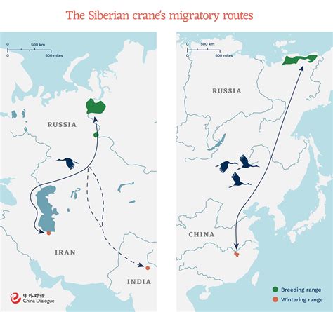 Migration Of Siberian Crane In India
