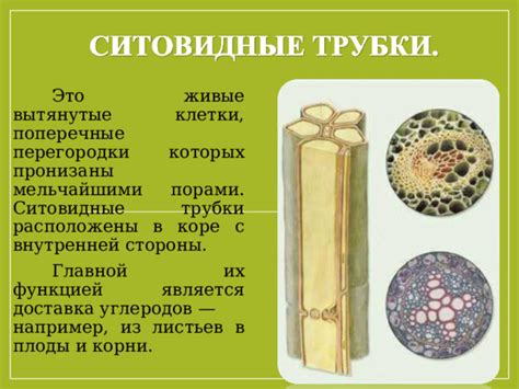 Презентация на тему "Передвижение веществ у растений"