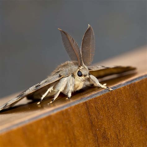 Moth is REALLY needy for you Background Vector Art Recipe Recipe Product Recipe Recipe Recipe