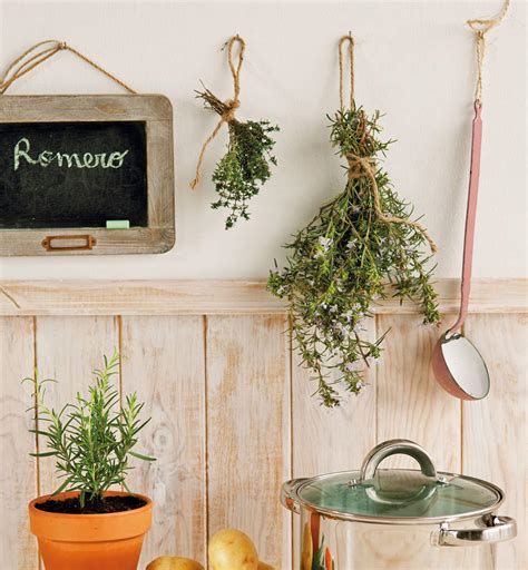 Plantas cocina: cuáles elegir