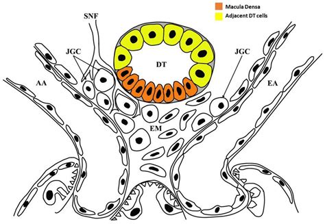 The Structure Of The Human Juxtaglomerular Apparatus – WATQVT