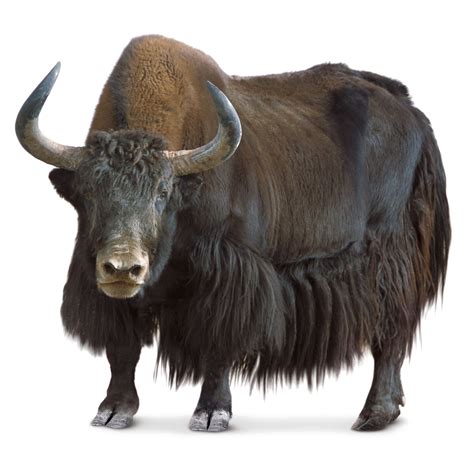 Yak PNG Transparent Images, Pictures, Photos