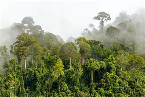 Tropical Rainforests Climate