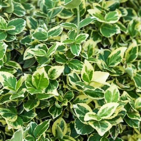 Spring Hill Nurseries Emerald Gaiety Euonymus Foundation/Hedge Shrub in ...