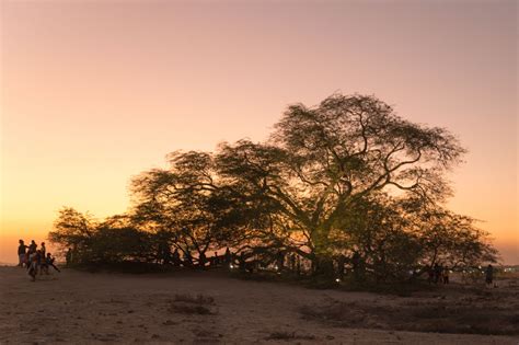 Tree of life, Bahrain