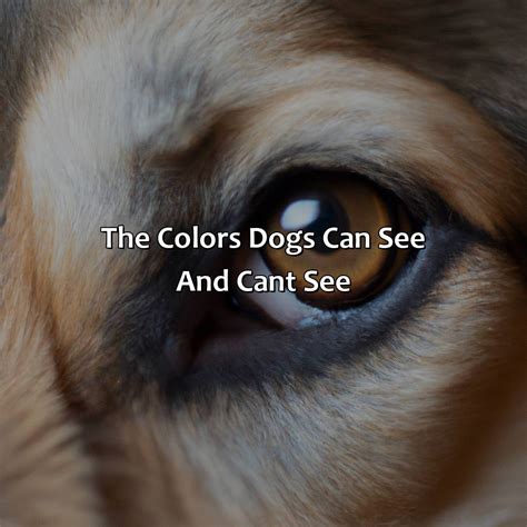 How Dogs See Colors 的图像结果