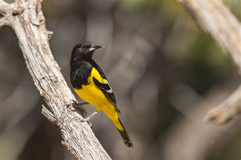 Image result for Class 10 Science Chapter 8 by Success CDs