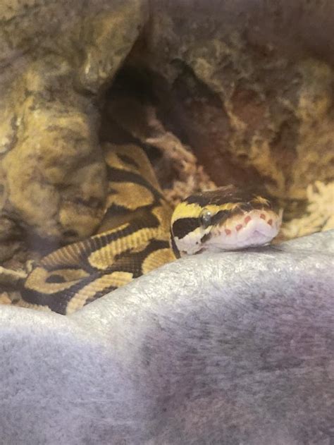 Image result for My First Ball Python