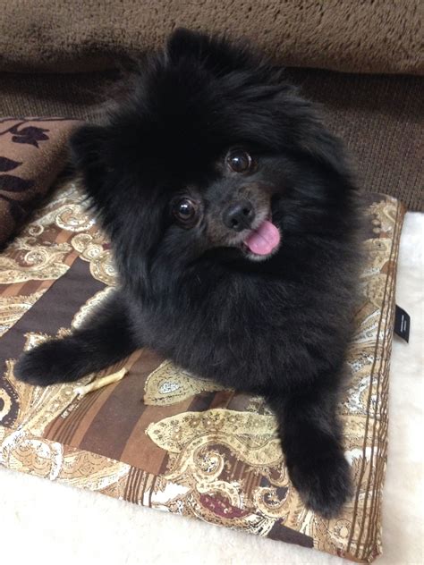Adorable Black Pomeranian Puppy