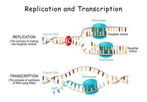 Dna Replication Rna Rna Royalty-Free Images, Stock Photos & Pictures | Shutterstock