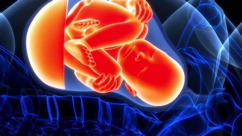 Image result for Reproductive System Baby