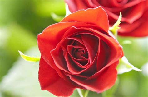 买一束花大概多少钱，一束玫瑰花多少钱-168鲜花速递网