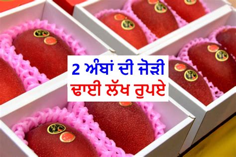 Expensive Mango 的图像结果