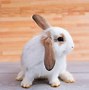 Image result for Rabbit Lop Ginger and White