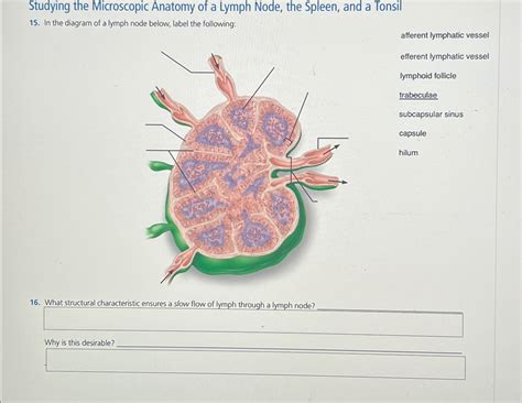 Solved Studying the Microscopic Anatomy of a Lymph Node, the | Chegg.com