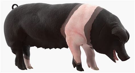 3D Hampshire Pig Sow Standing Pose | 3D Molier International