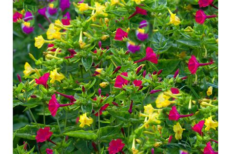 SEEDs - - -Serendipity's 4 O'clock Rainbow Mix - 25 Seeds- Mirabilis ...