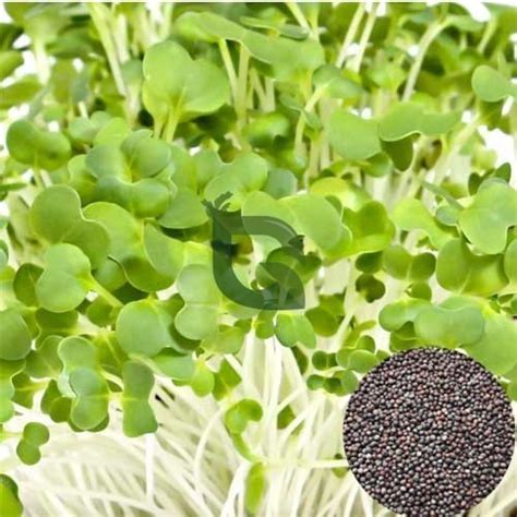 Chinese Cabbage Microgreen Seeds – Non-GMO & Non-Treated – Buy Online