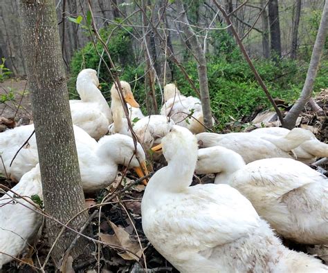 So, What’s the Lifespan of Pekin Ducks? Setting Things Straight