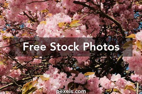 Free Uncensored Maki Tomoda Videos