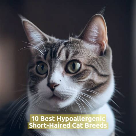 10 Best Hypoallergenic Short-Haired Cat Breeds - Pet Health Advisor