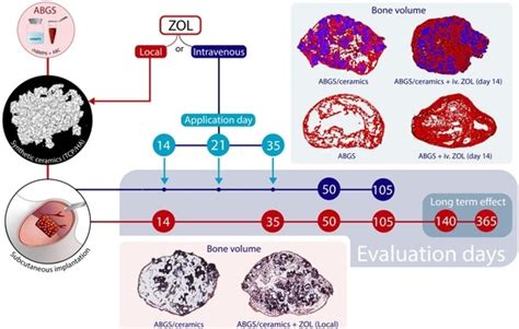 Zoledronate Bound to Ceramics Increases Ectopic Bone Volume Induced by ...
