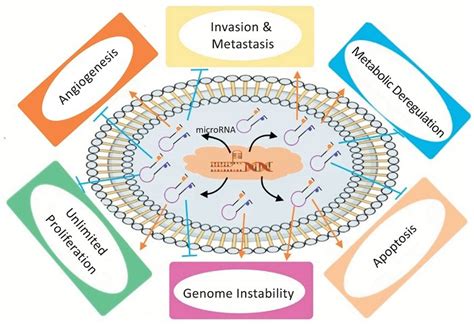 microRNA Plays a Role in Major Depression — Teletype