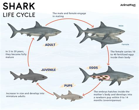 Shark Life Cycle Hands On Life Cycle Of A Shark Activities And