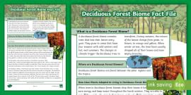 All About Deciduous Forest Animals | Twinkl - Twinkl